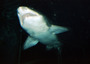 australia - sydney aquarium.jpg